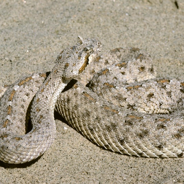 cream and brown rattlesnake