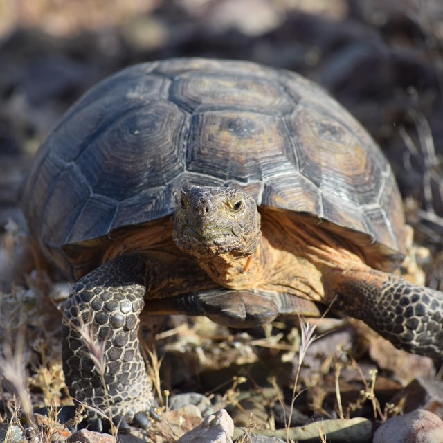 a dome shelled tortoise looking at the camera