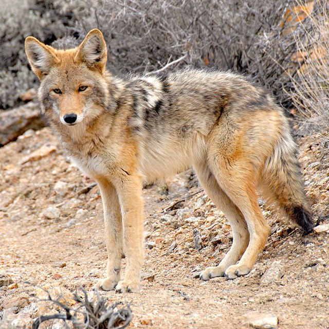 a coyote looks at the camera