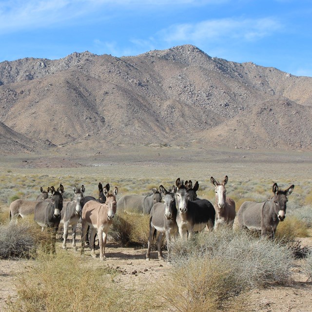 a group of burros in desert scenery