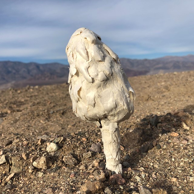 A white mushroom with a shaggy cap and stem grows out of sandy soil. NPS/B. Garcia