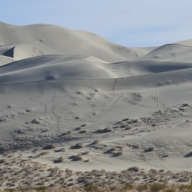 Vehicle tracks run through large beige sand dunes with brush and vegetation at the bottom.