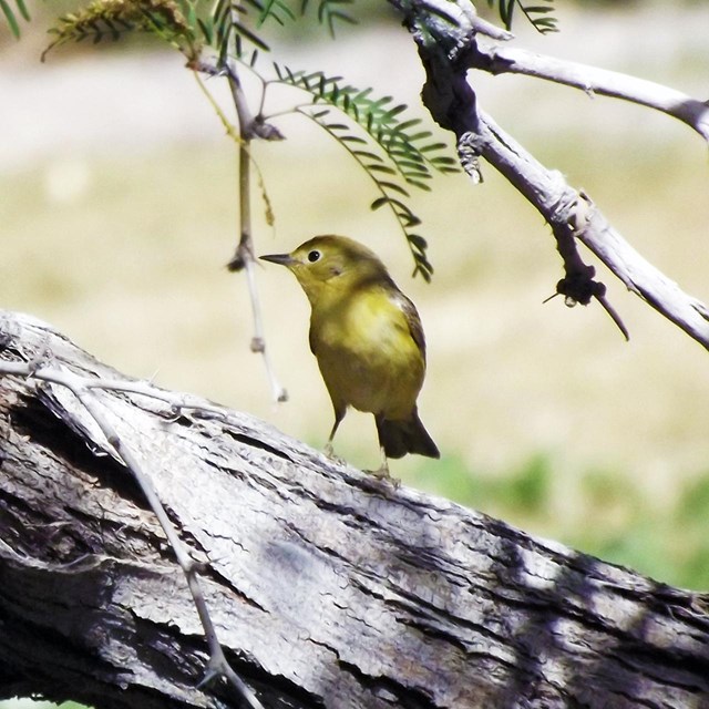 A tiny bird, predominantly yellow with faint olive hues on the wings, sits attentively on a branch.