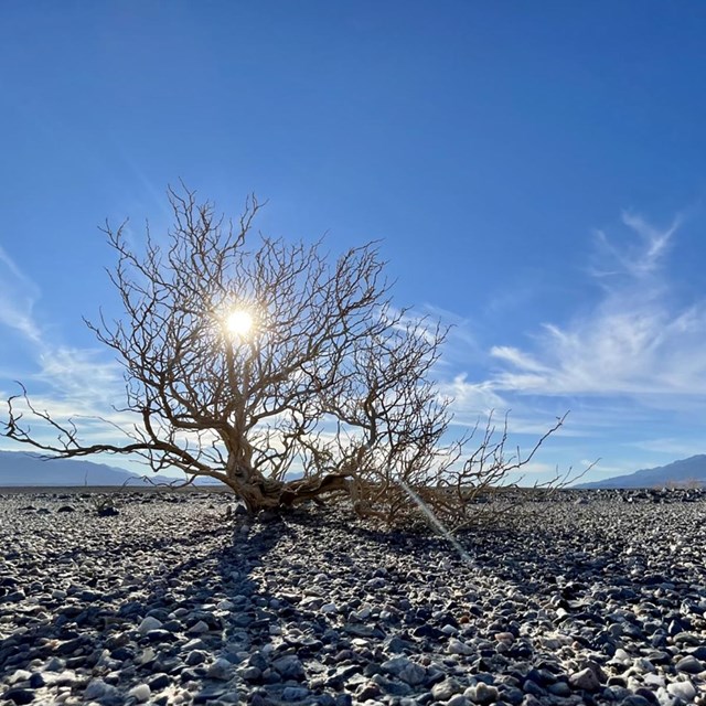 A dry shrub rises from a desert floor rocks. The sun shines through the shrub and mountains line the