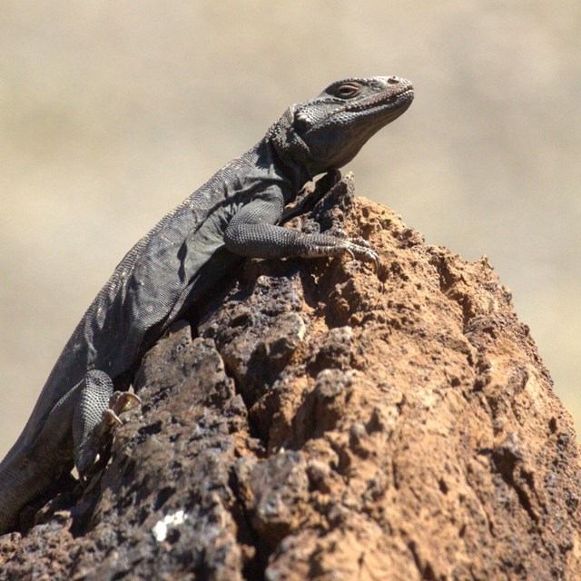 A chuckwalla lays on a red rock. The lizard is very relaxed with their legs splayed out to the sides