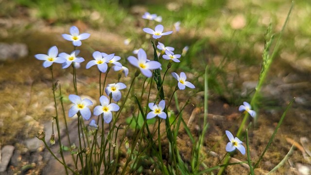 Common bluets, small light blue four-petaled flowers, blooming on a forest floor.