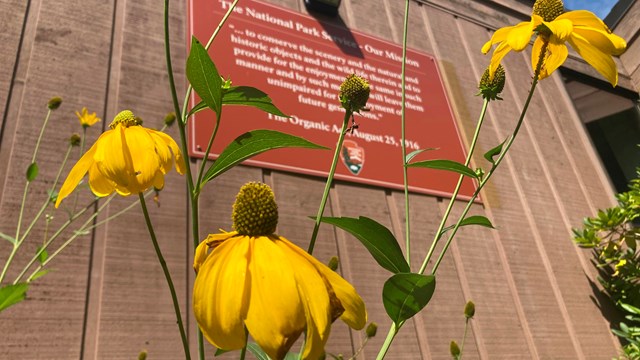 Coneflowers in front of a sign on the side of the building. The sign is of the Organic Act.