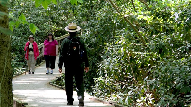 A ranger walking away from the camera on a boardwalk trail through large rhododendrons.