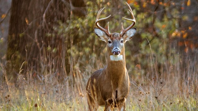 A large white tail buck faces the viewer with his horns in full view