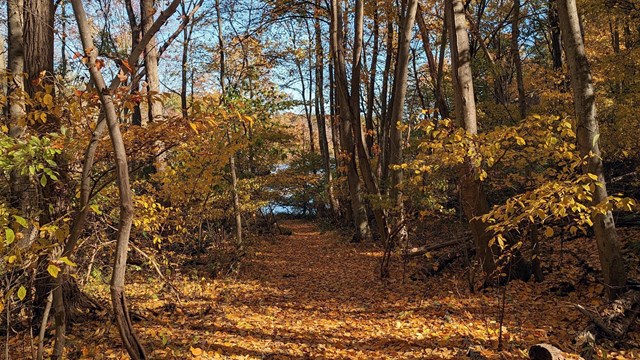 A trail and trail bridge surrounded by fall foliage.