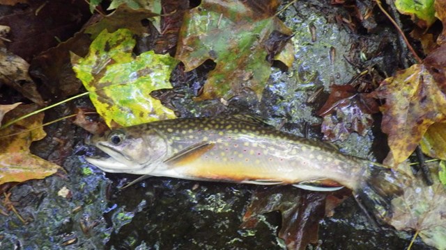 A Rainbow Trout lies on a wet rock with maple leaves laying all around it