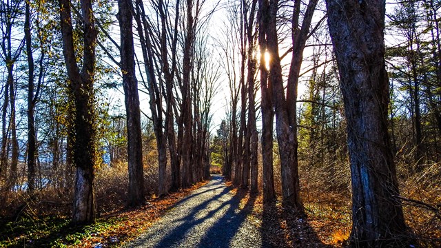 The McDade trail lined by trees with the sun peeking through.