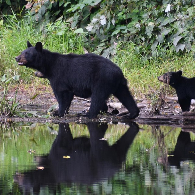 A momma bear and cub walking along the bank of the river.
