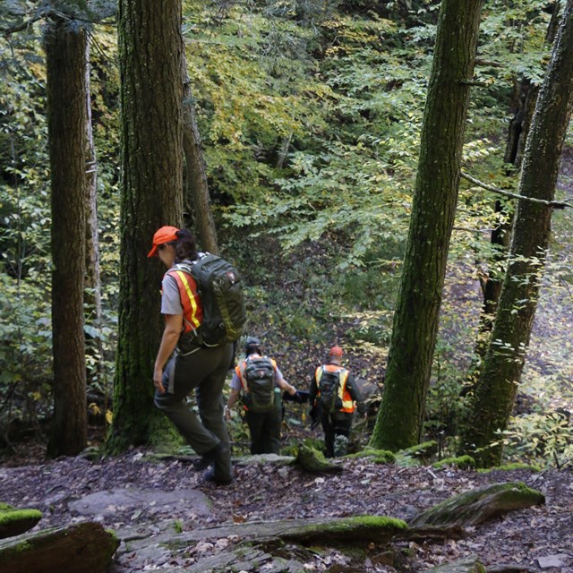 Rangers hiking down into a hemlock ravine.