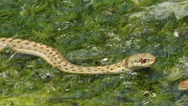 A western terrestrial garter snake slithers through an algae mat in a pond.