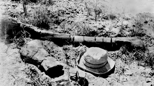 A black and white photo of a hat sitting among fossilized dinosaur bones.