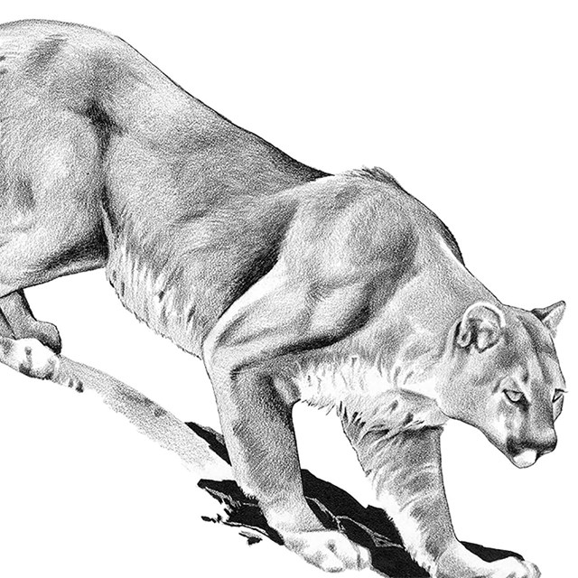 Black and white drawing of a mountain lion.