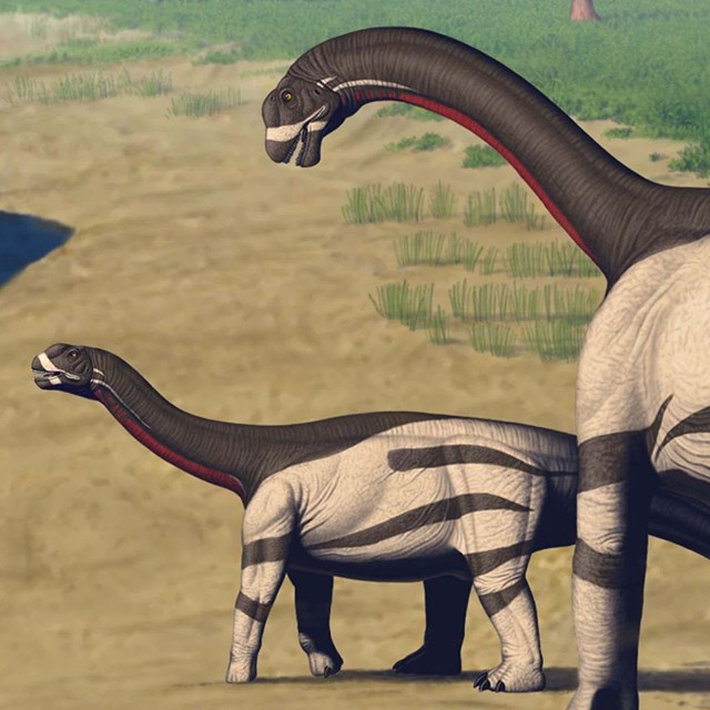 Two large, long-necked dinosaurs stroll alongside a river.