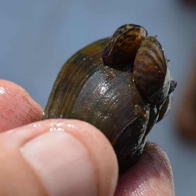 A hand holds up a large native mussel whose shell is infested with invasive zebra mussels.