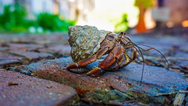 An arthropod traveling across the Fort Jefferson 