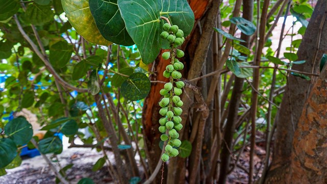 Seagrapes hanging from vine.