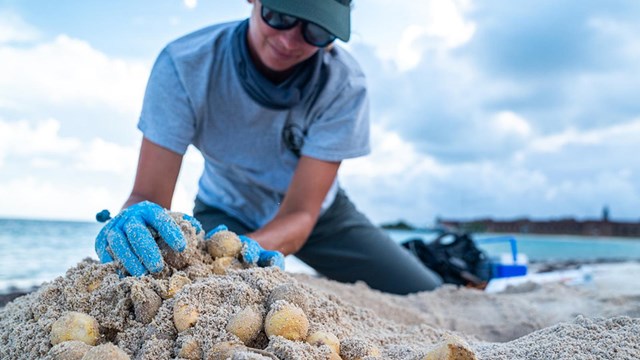 Scientist researching the turtle eggs.