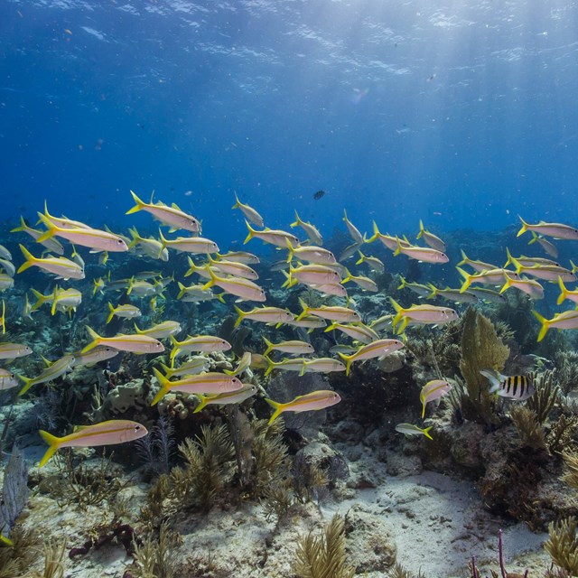 a school of fish swims through a coral reef