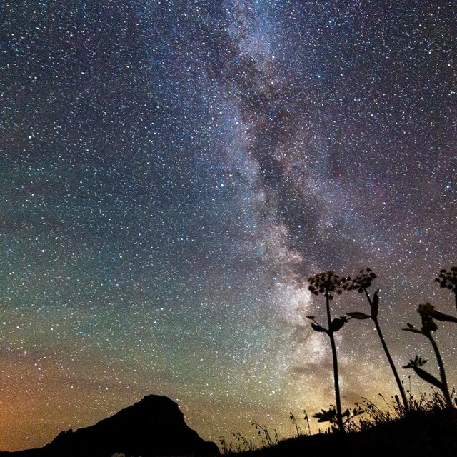 The Milky Way with silhouettes of plants in the foreground
