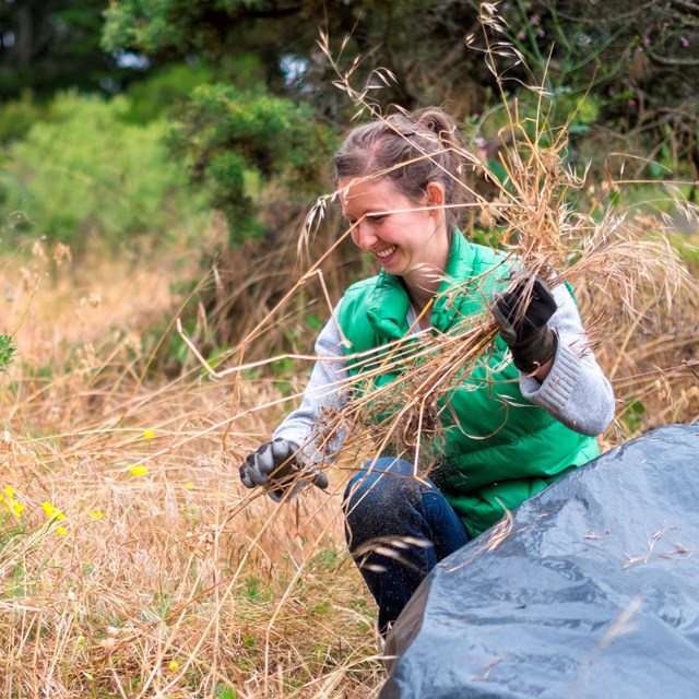woman crouches in grassy area and puts pulled invasive species in a bag