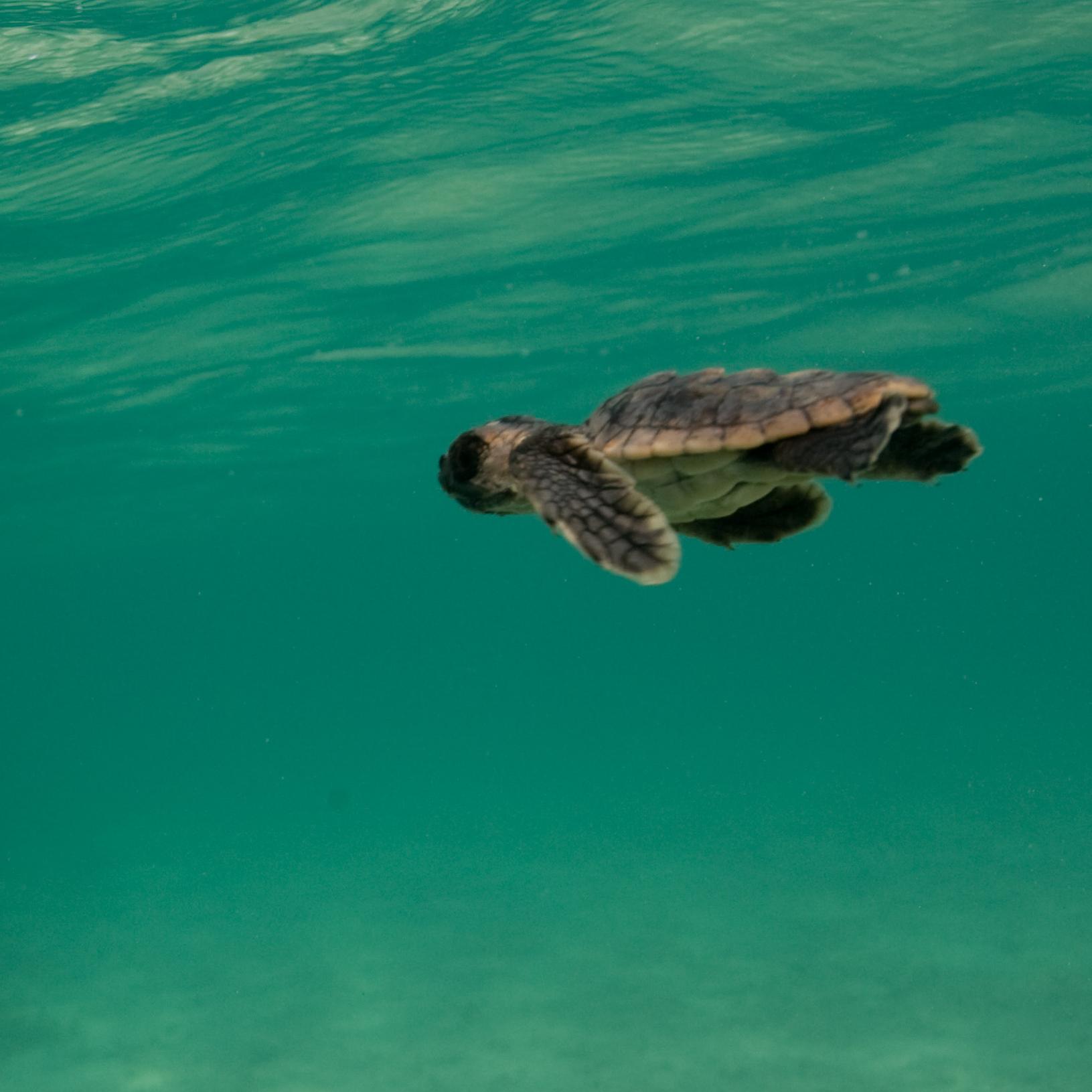 A baby sea turtle swims in the ocean