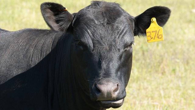 Portrait of a black cow with a yellow ear tag.