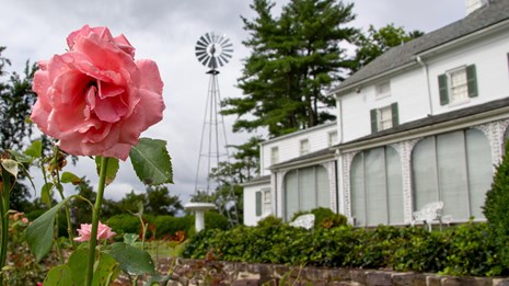 A pink rose in front of a large white house.
