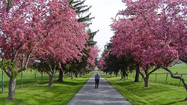 A color image of a park ranger walking down a paved road surrounded by trees