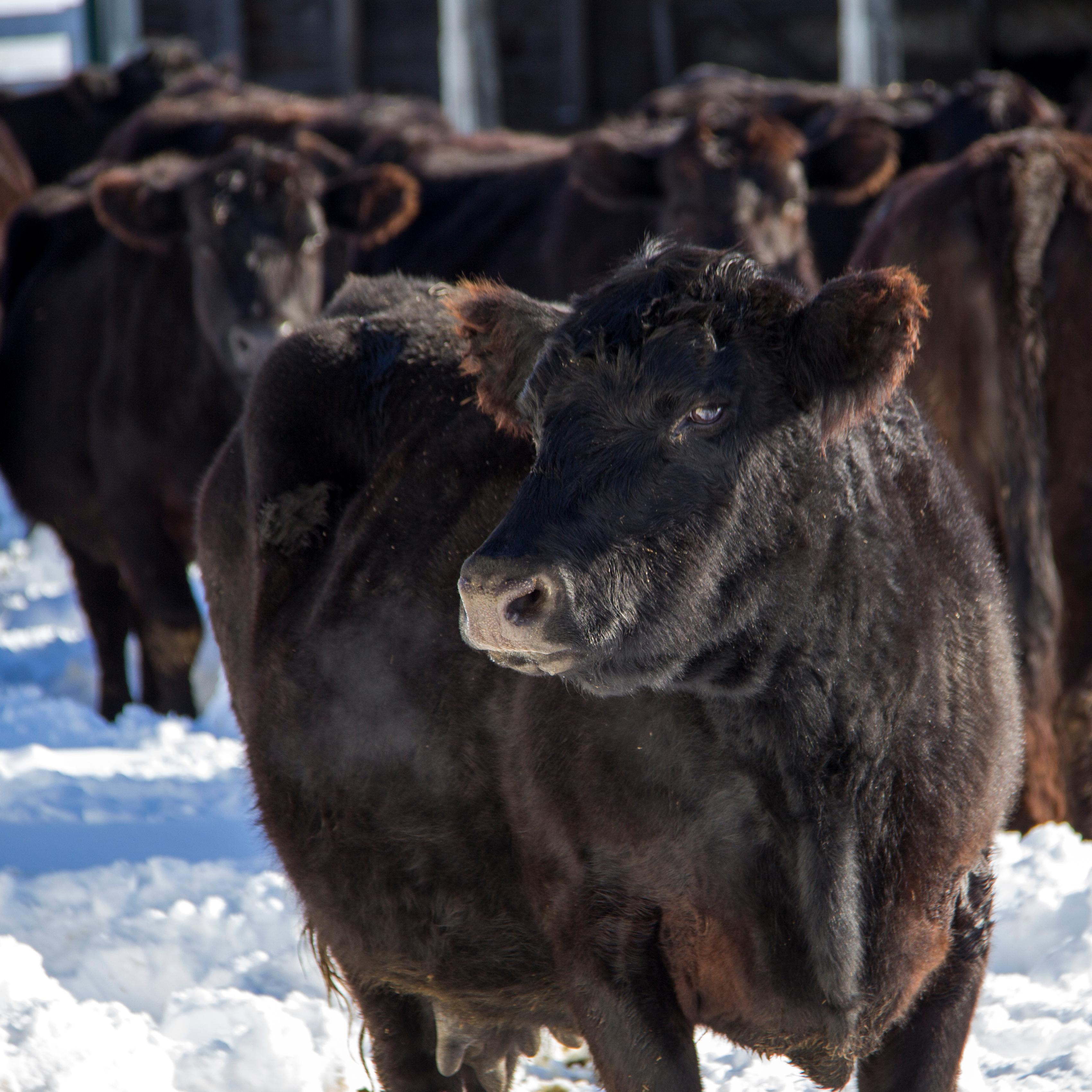 Black cow in the snow with a herd of cows behind it.