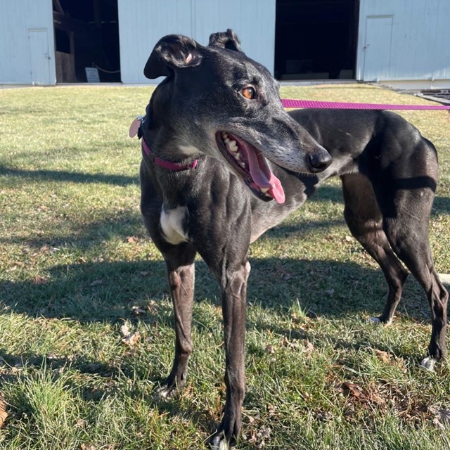 A color image of a black greyhound dog standing in front of a green barn