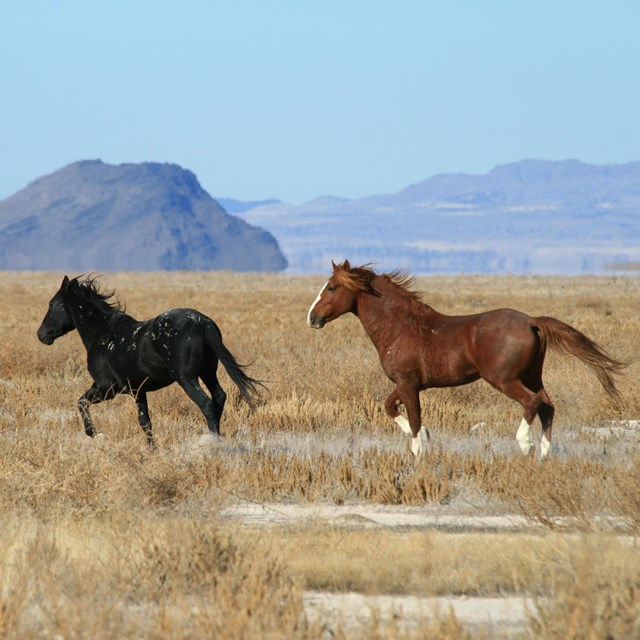 Two wild horses run across a desert landscape.
