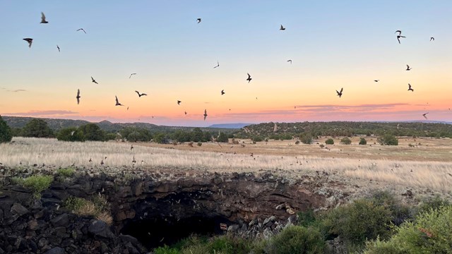 Bats fly over a lava tube cave at sunset