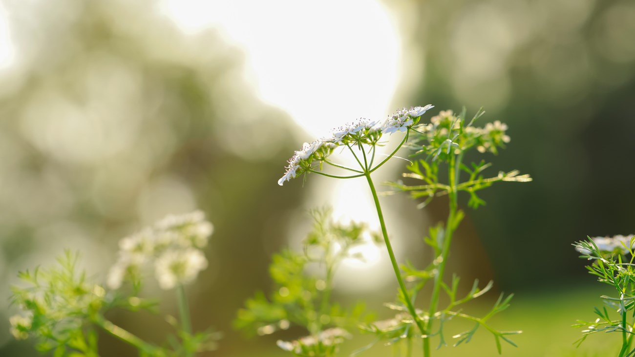 A flowering plant with lacey white blooms.