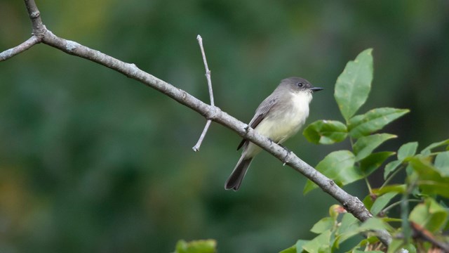 A bird resting on a tree branch.