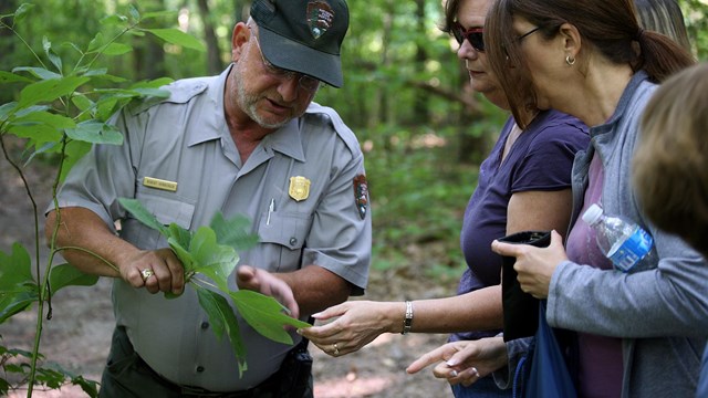 A park ranger and two visitors examine a tree sapling in the woods.