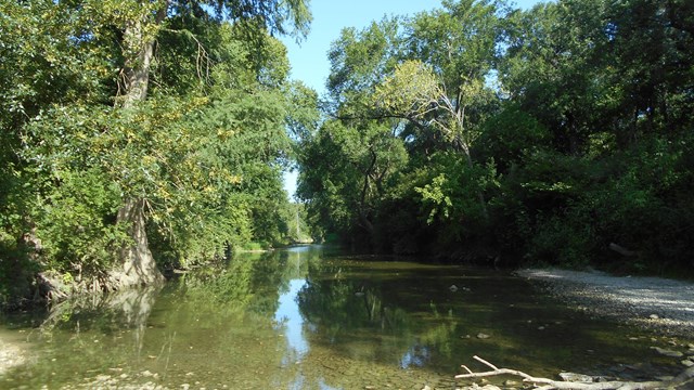 A calm creek runs through a heavily vegetated riparian area.