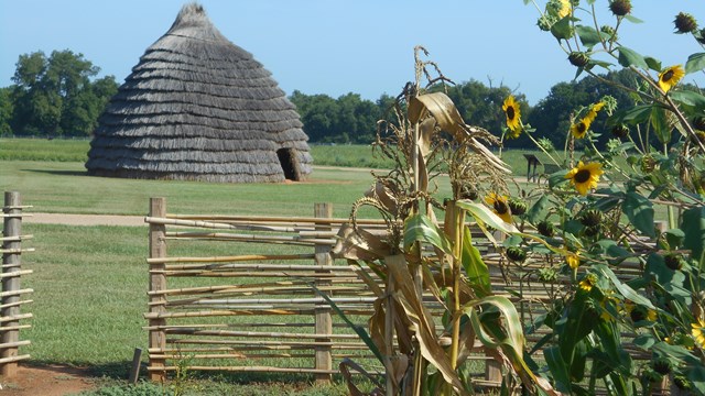 A beehive shaped thatch hut in a field with sunflowers.