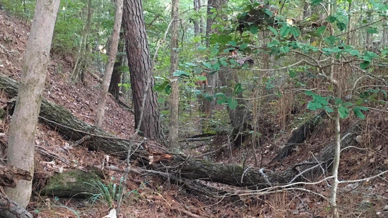 A swale through a forested area. 