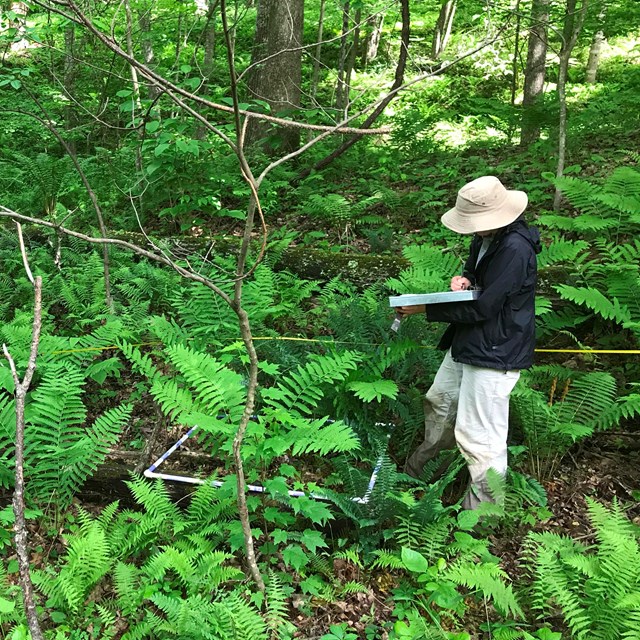 Technician standing in forest identifying plants.