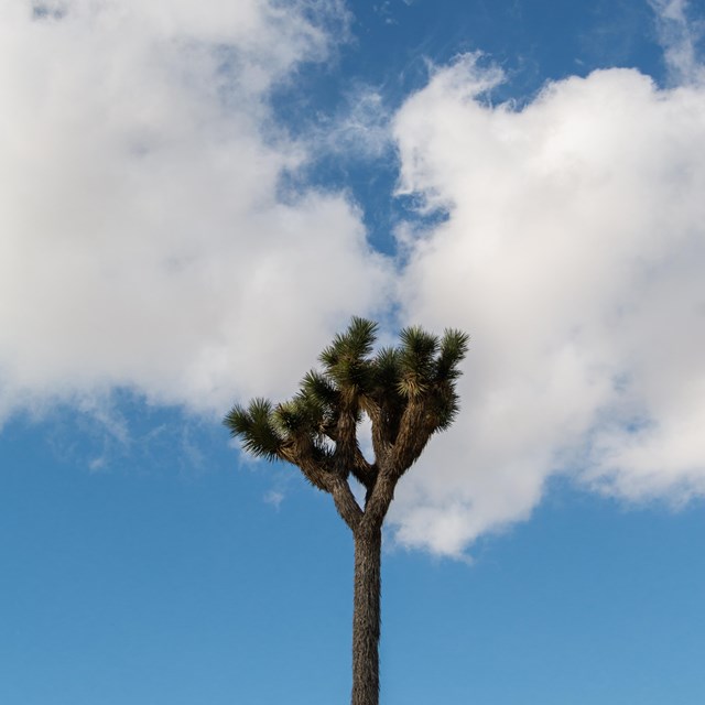 Único árbol de Josué con cielo azul y nublado en el fondo.