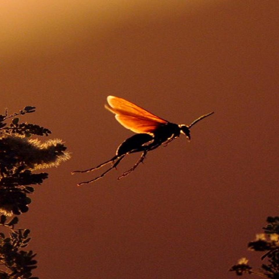 un insecto en vuelo, con largas patas colgantes