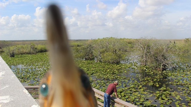 An out-of-focus cormorant in front of the webcam on the Anhinga Trail.