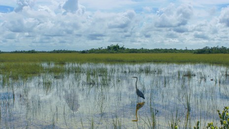 A tall bird walks through a flooded grassland