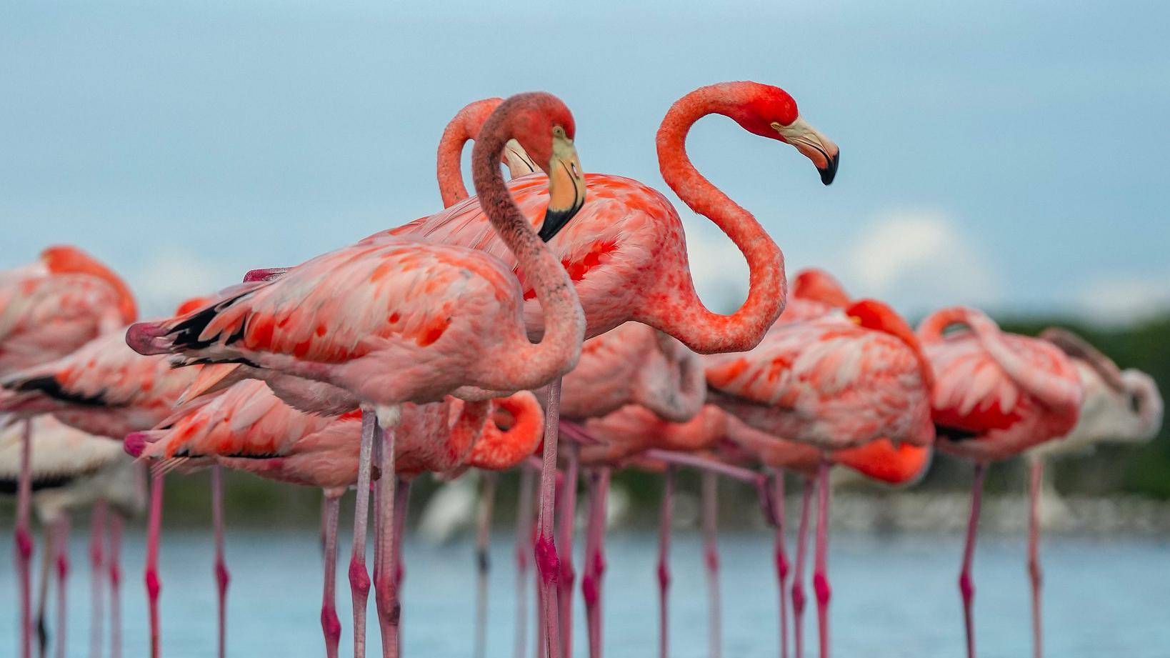 A flamboyance of flamingos stand in shallow water under a blue sky & mangroves are in the background