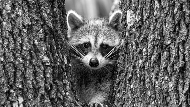 A sunset photo of still water mirroring the majestic clouds above, framed by a line of mangrove tree